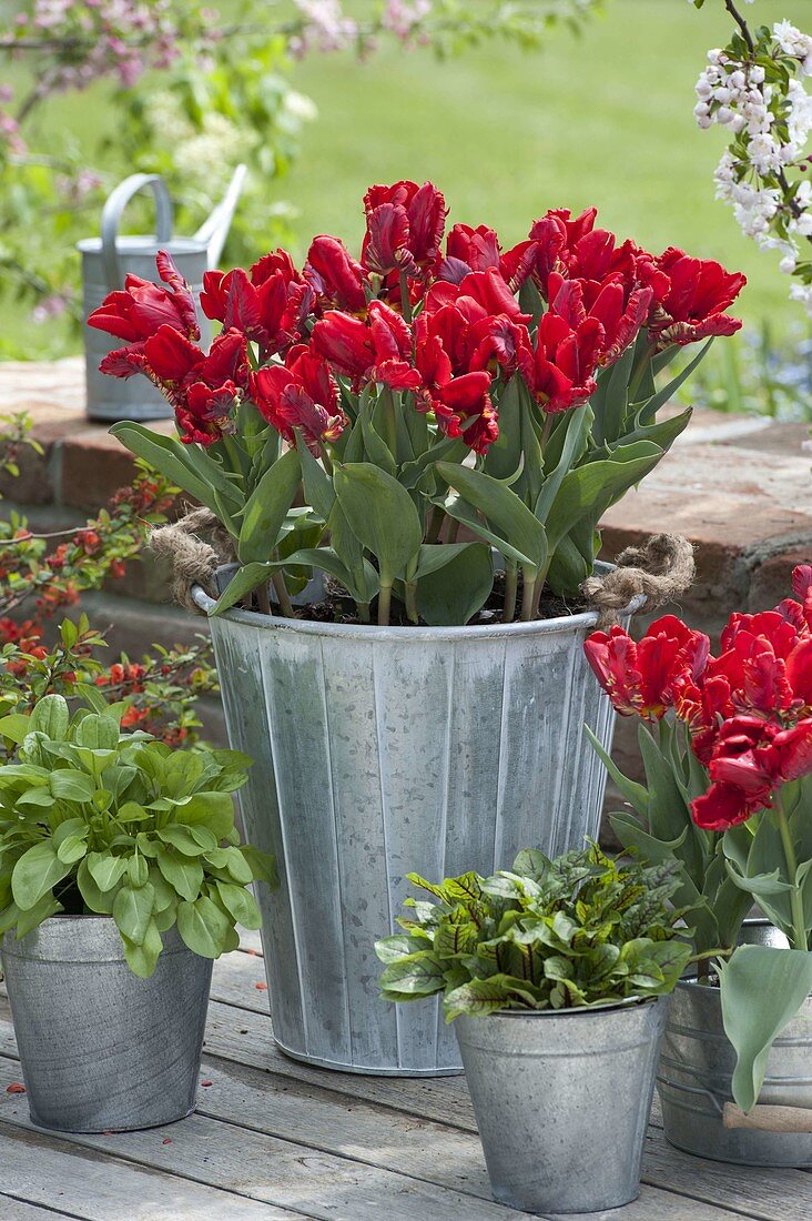 Tulipa 'Rococo' (parrot tulips), sorrel (Rumex acetosa)