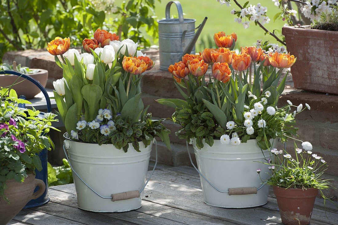 Enamelled buckets planted with: Tulipa 'Orange Princess' 'Arctic' (tulips)