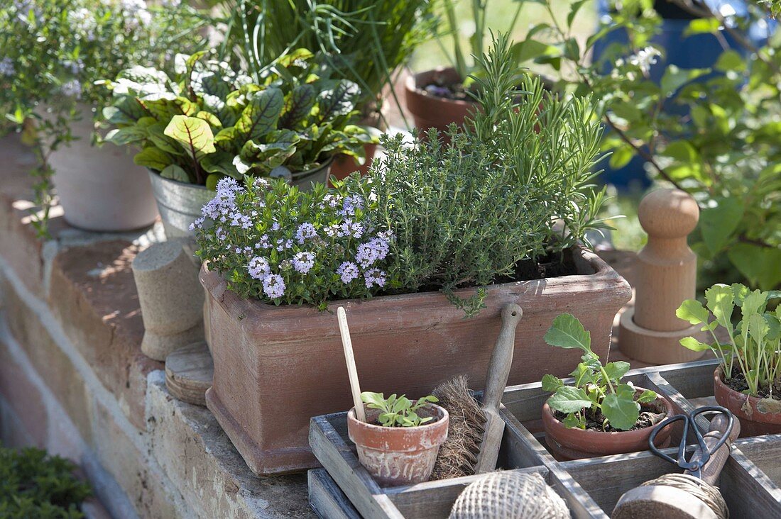 Terracotta box with savory (Satureja), thyme (Thymus)