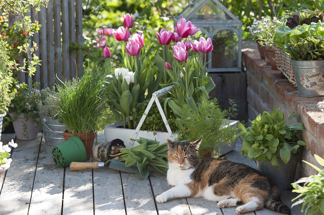 Tulipa 'Ollioules' 'Arctic' (tulips), Chives (Allium schoenoprasum)