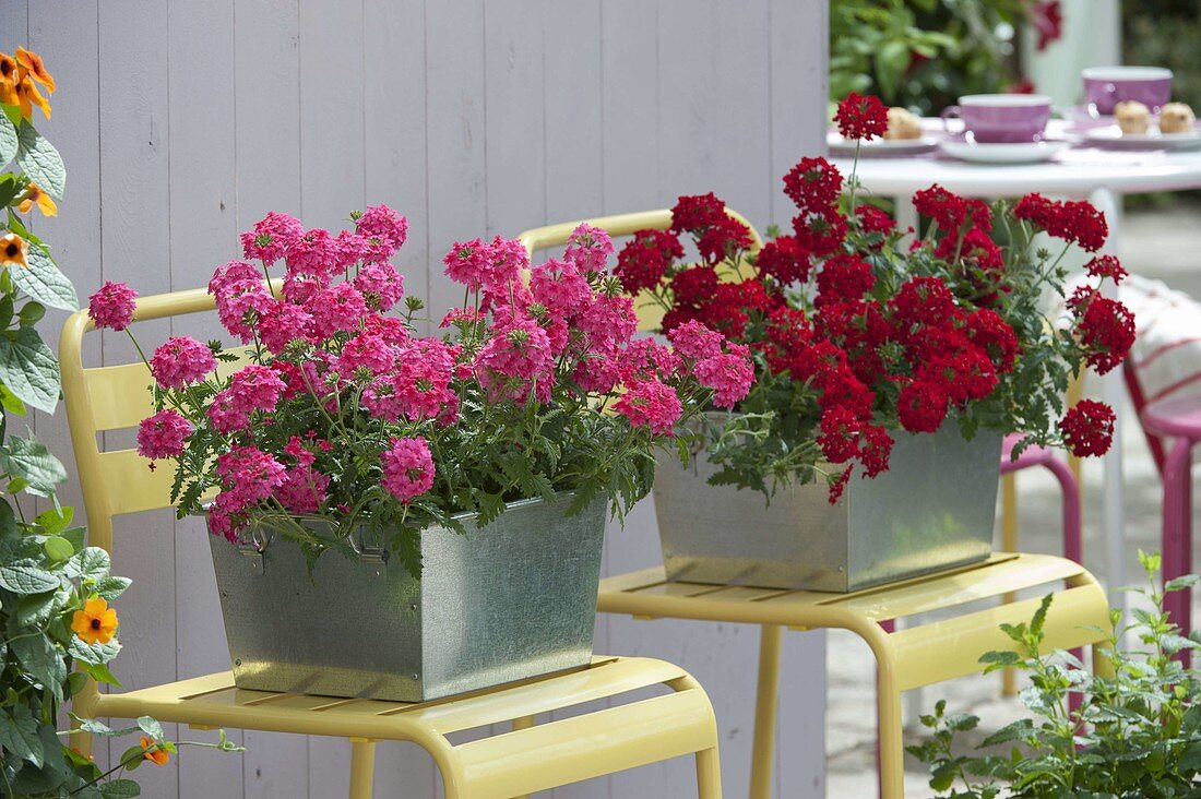 Blechkästen mit Verbena 'Hot Pink' 'Vepita Fire Red' (Verbenen, Eisenkraut)