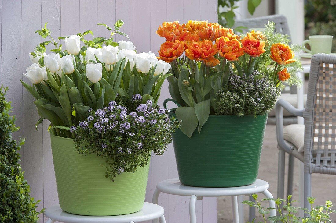 Tulipa 'Arctic' 'Orange Princess' (Tulpen), Thymian (Thymus)