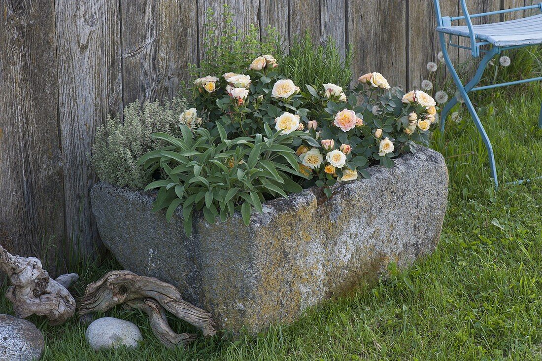 Granite trough planted with pink (roses), sage (salvia), thyme (thymus)