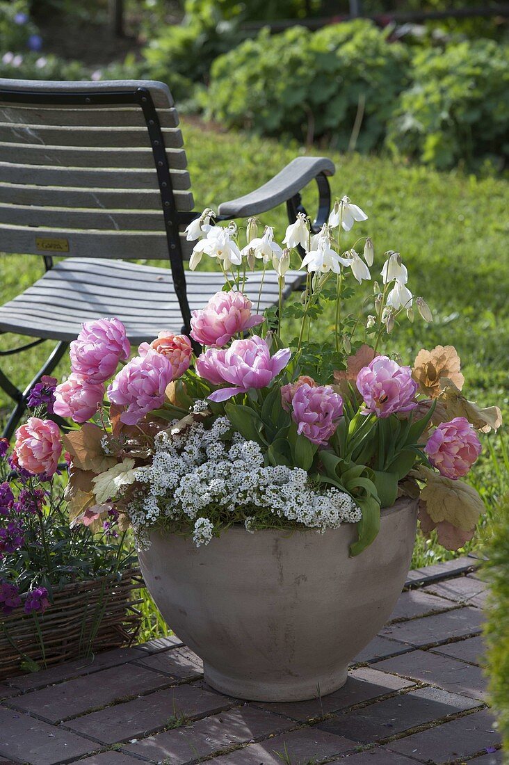 Tulipa 'Pink Star' (gefüllte Tulpen), Aquilegia (Akelei), Lobularia