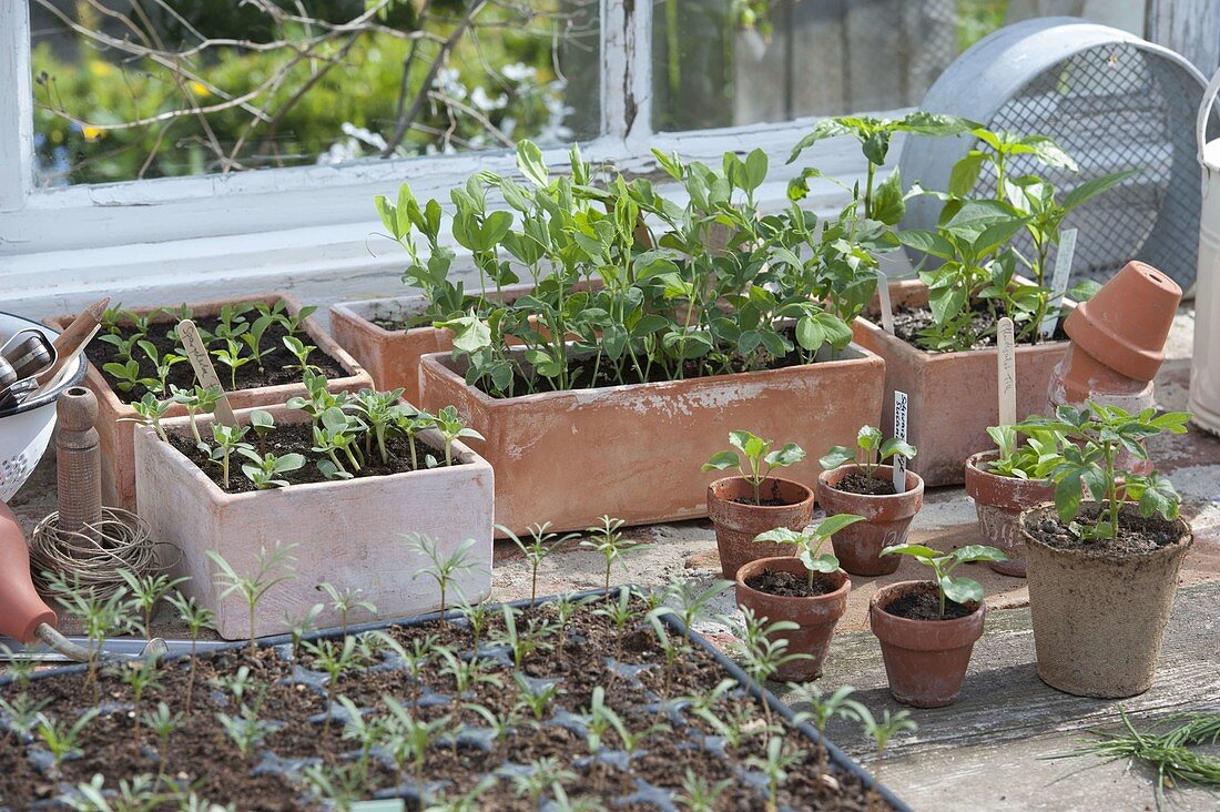 Sämlinge und Jungpflanzen von Gemüse und Sommerblumen in Tonkästen