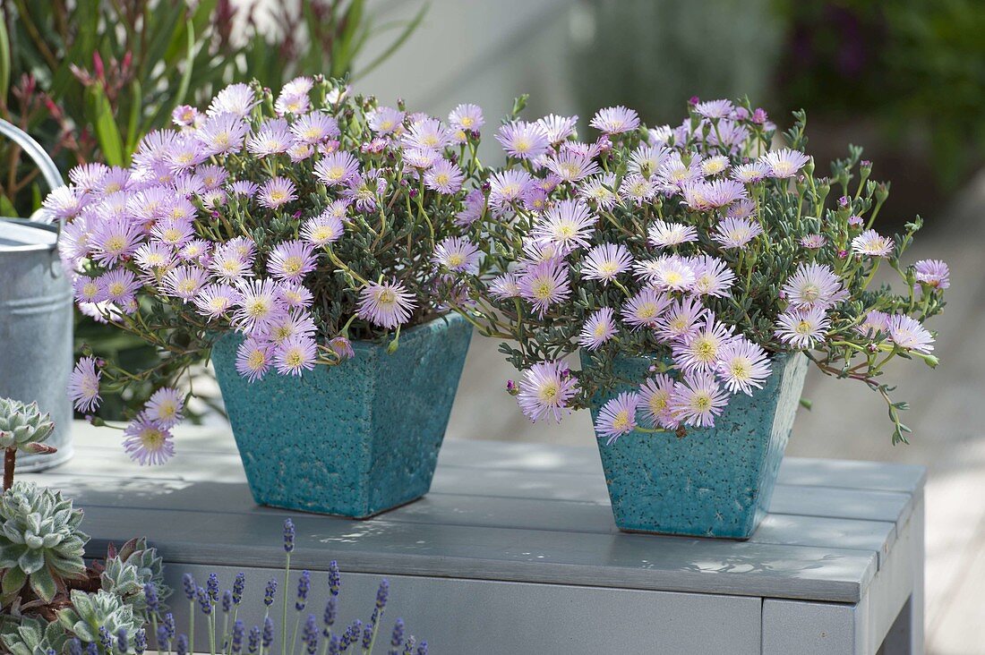 Mesembryanthemum (Mittagsblumen) in türkisen Übertöpfen