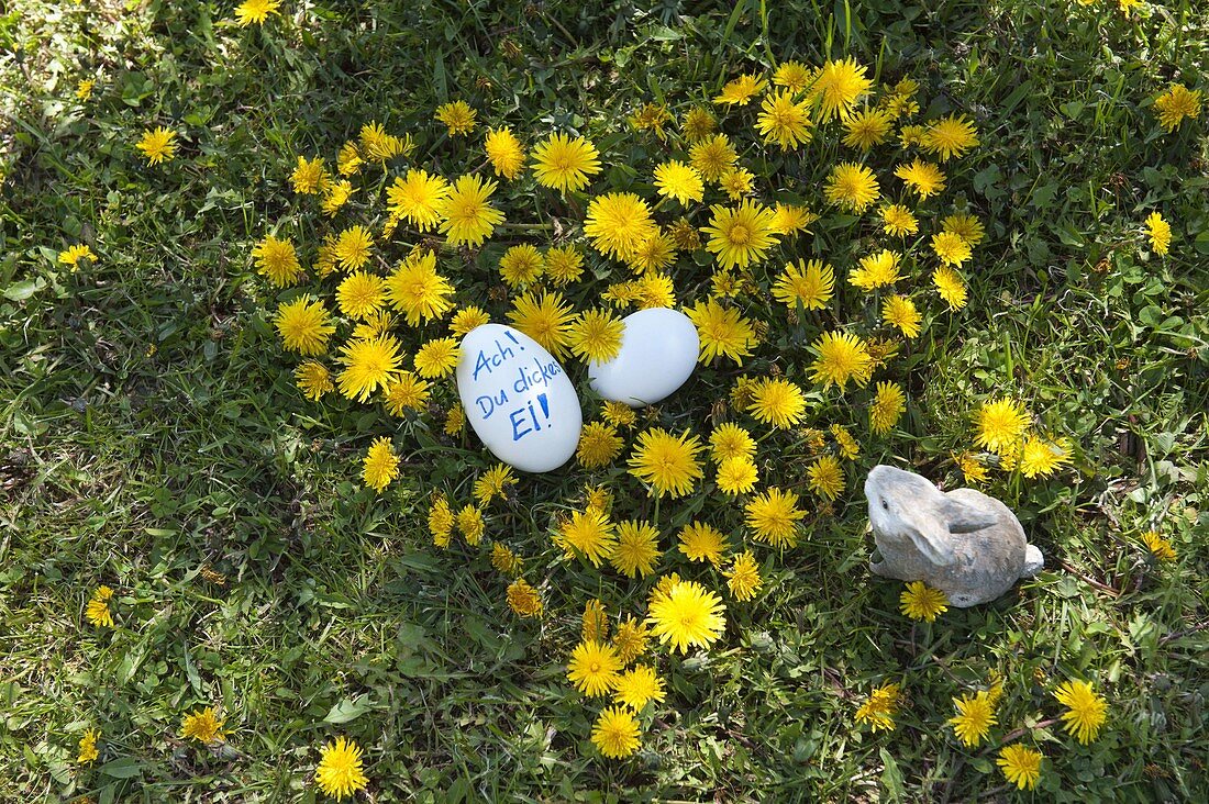 Herz aus Taraxacum (Löwenzahn) im Rasen ausgeschnitten