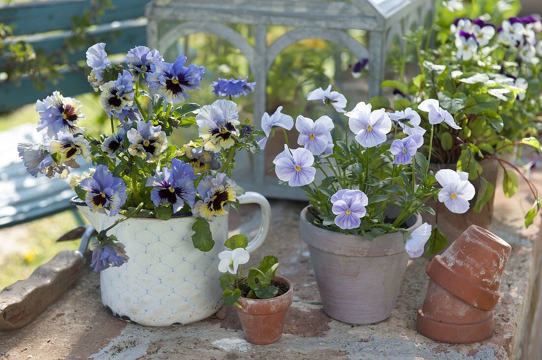 Viola wittrockiana Frizzle Sizzle 'Yellow Blue Swirl Improved' Mariposa