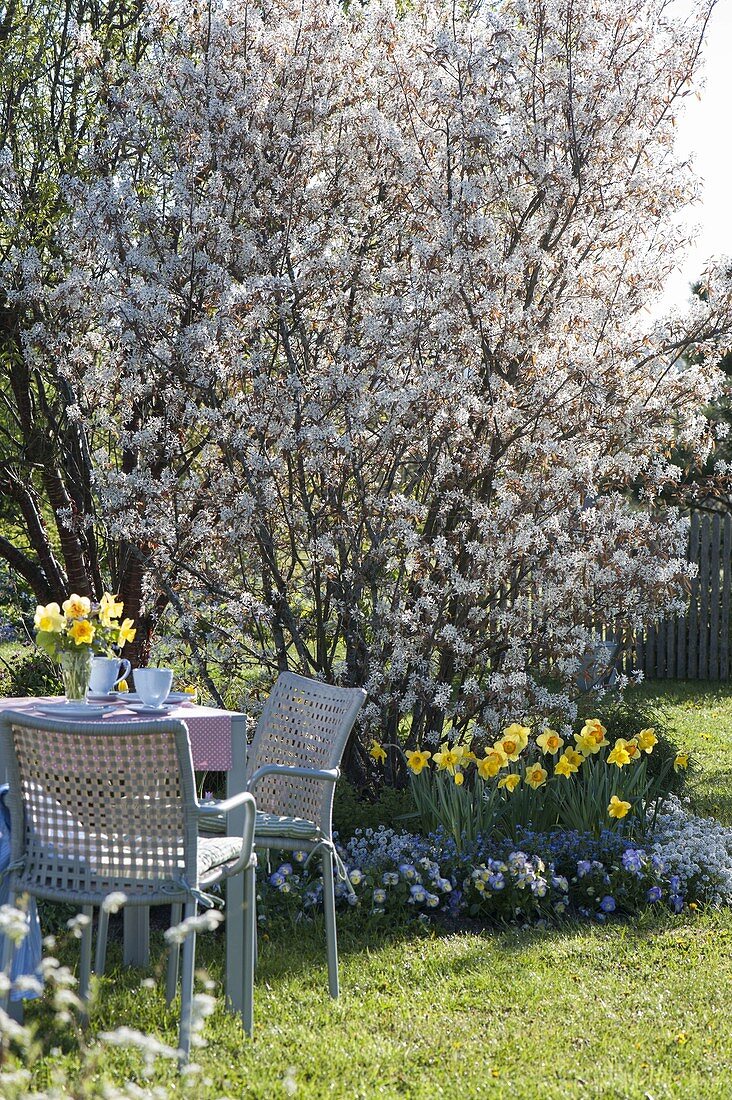 Flowering Amelanchier with Narcissus (daffodils), Tulipa