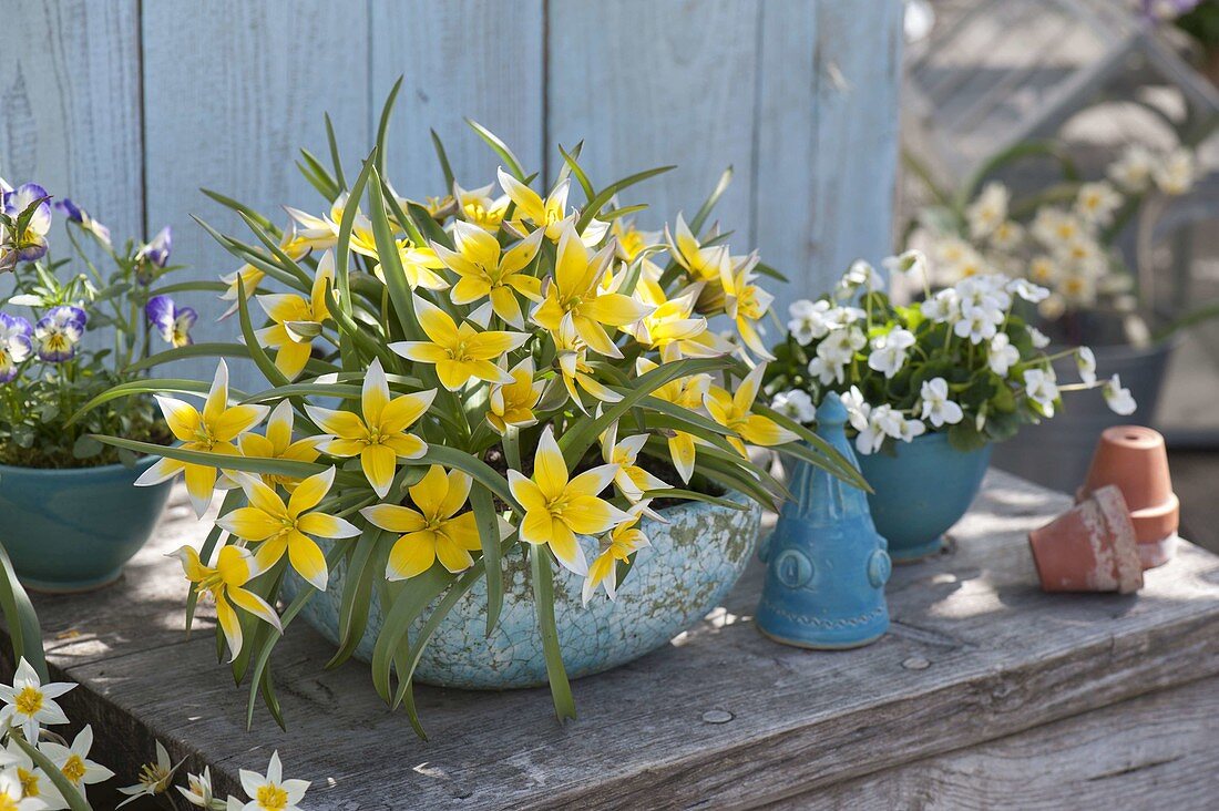 Tulipa tarda (wild tulips), Viola sororia (peony violet), Viola cornuta