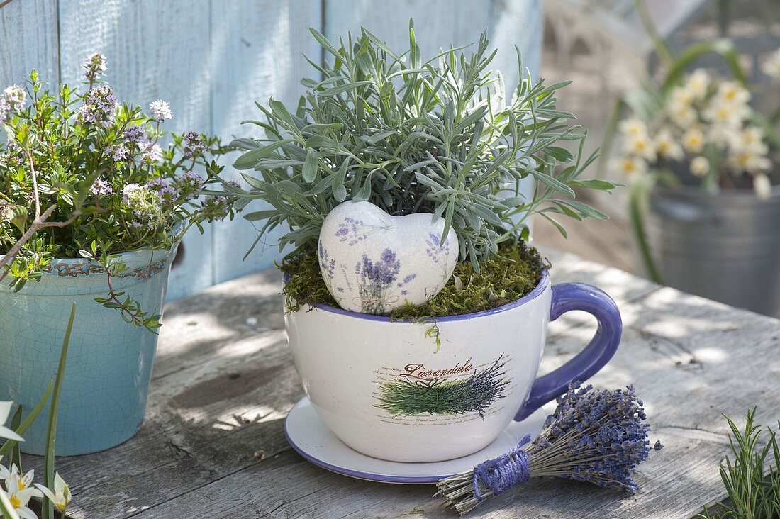 Lavender (Lavandula) in large lavender cup with ceramic lavender heart
