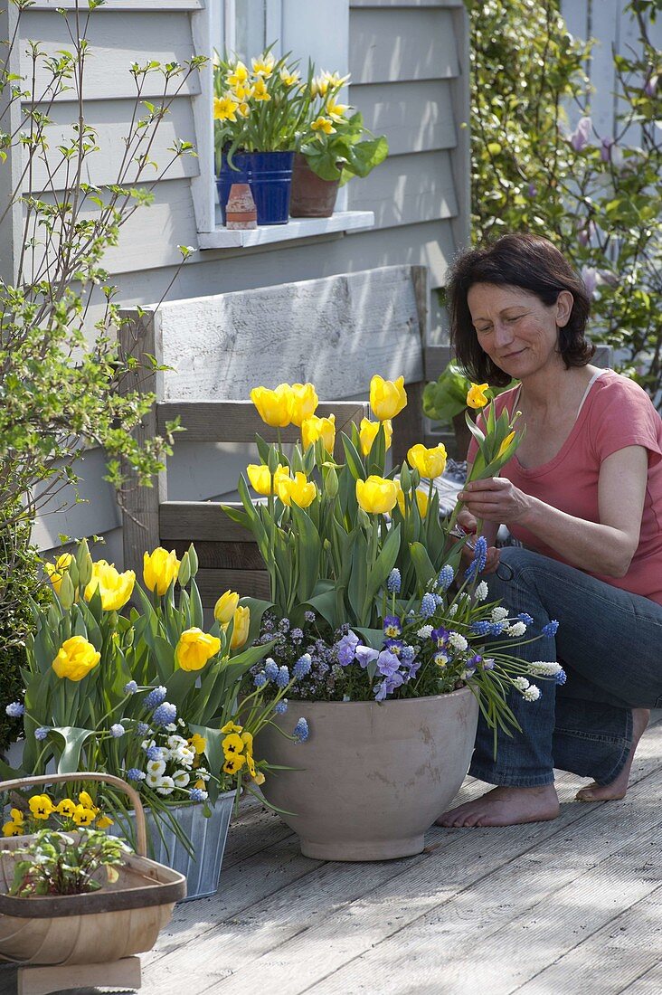 Spring terrace with Tulipa 'Yellow Flight' (tulips), Muscari 'Magic Mix'