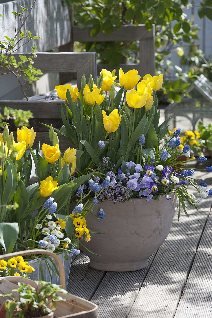 Frühlingsterrasse mit Tulipa 'Yellow Flight' (Tulpen), Muscari 'Magic Mix'