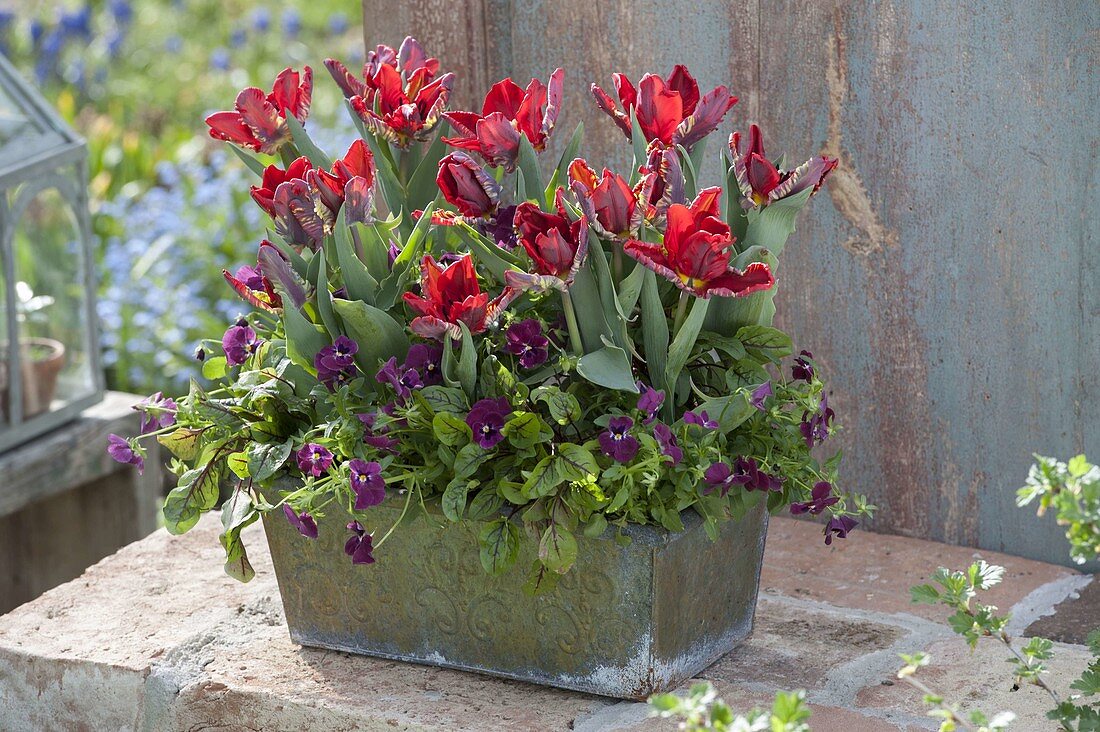 Blechkasten mit Tulipa 'Rococo' (Papageientulpen), Viola cornuta