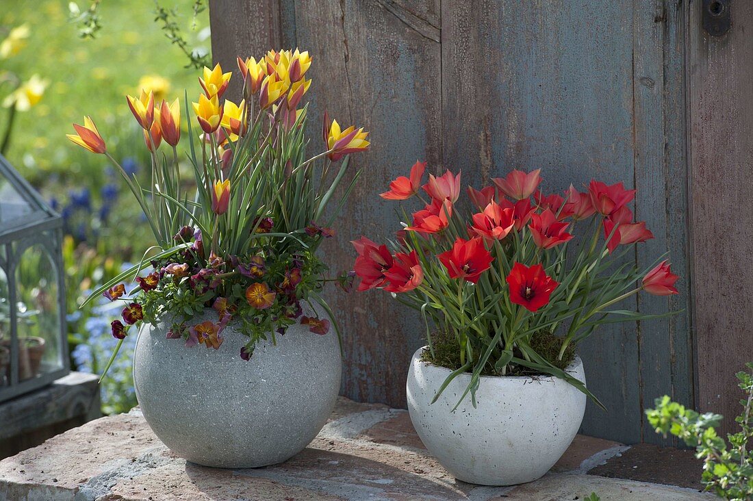 Tulipa clusiana var. Chrysantha (Lady's Tulip) and linifolia