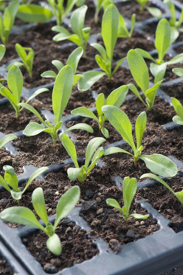 Calendula officinalis (Marigold) seedlings
