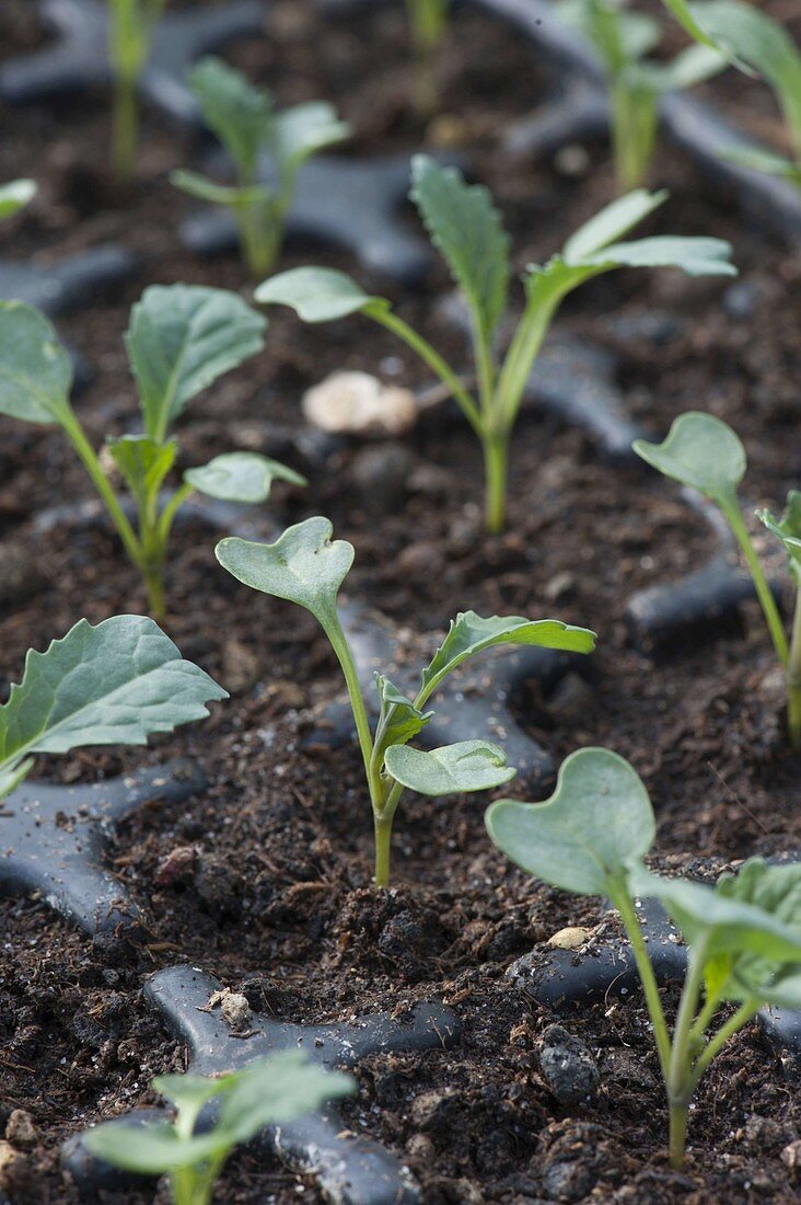 Palm cabbage 'Nero di Tuscany' seedlings