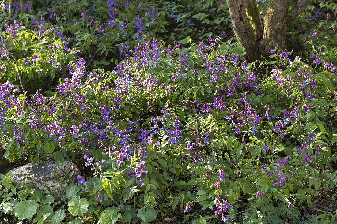 Lathyrus vernus (Frühlings-Platterbse) als Bodendecker