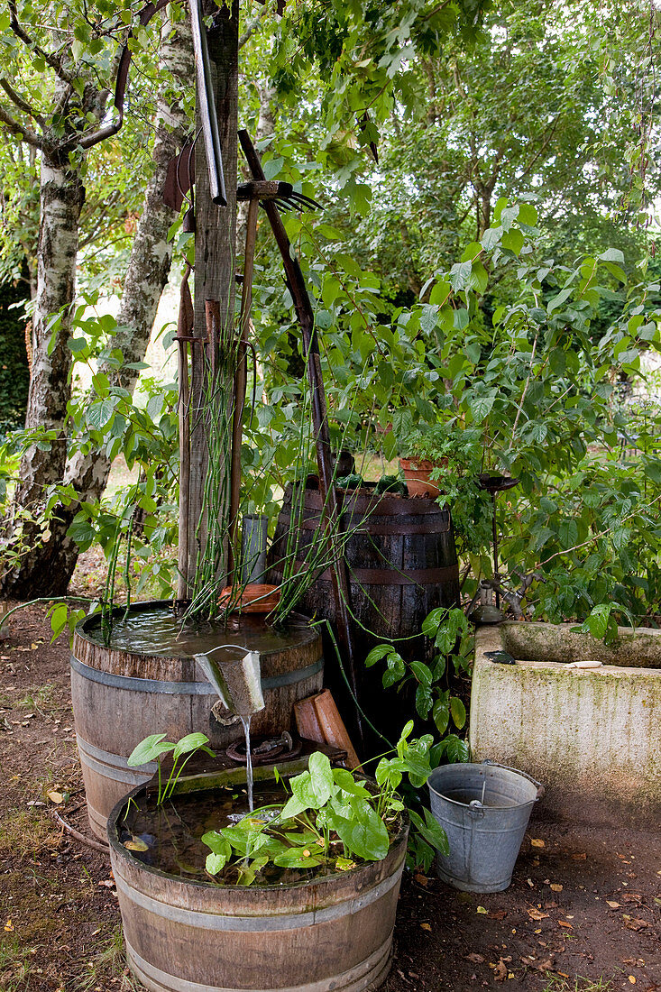 Noun: alte Holzfässer im Schatten als Wasserspiel, bepflanzt mit Sumpfpflanzen