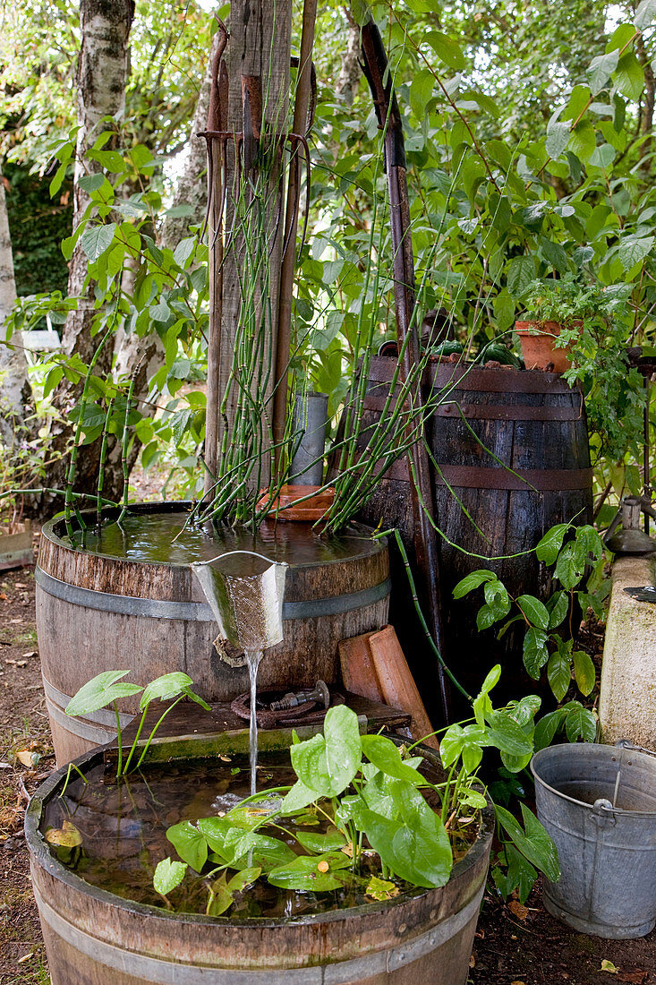 Noun: old wooden barrels in the shade as a water feature, planted with marsh plants