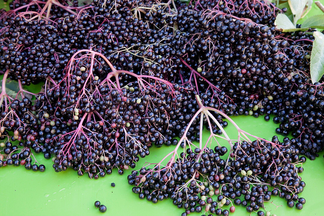 Noun: freshly harvested elderberries (Sambucus nigra)