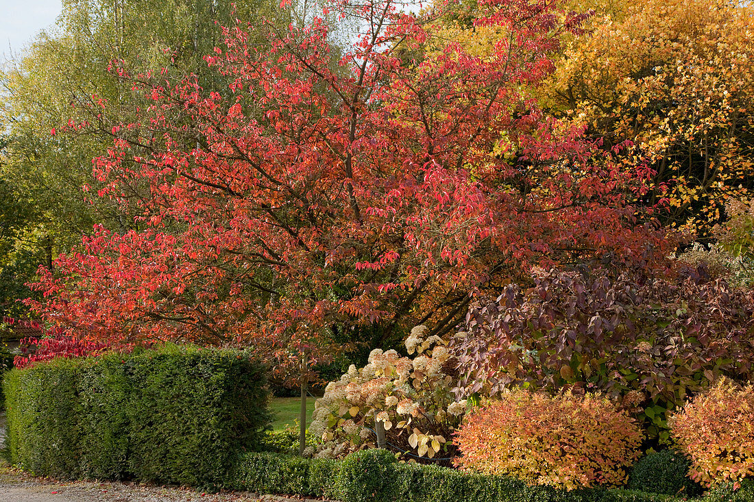 Noun: herbstliches Gehölz-Beet mit Prunus (Zierkirsche), Hydrangea paniculata 'Annabelle', 'Grandiflora' (Hortensien), Spiraea japonica 'Golden Princess' (Japanische Zwerg-Spiere) hinter Hecke aus Buxus (Buchs)