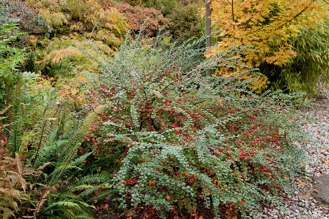 Noun: Cotoneaster horizontalis (Fächer-Zwergmispel) mit roten Beeren im Herbstbeet, Farn, Acer (Ahorn)