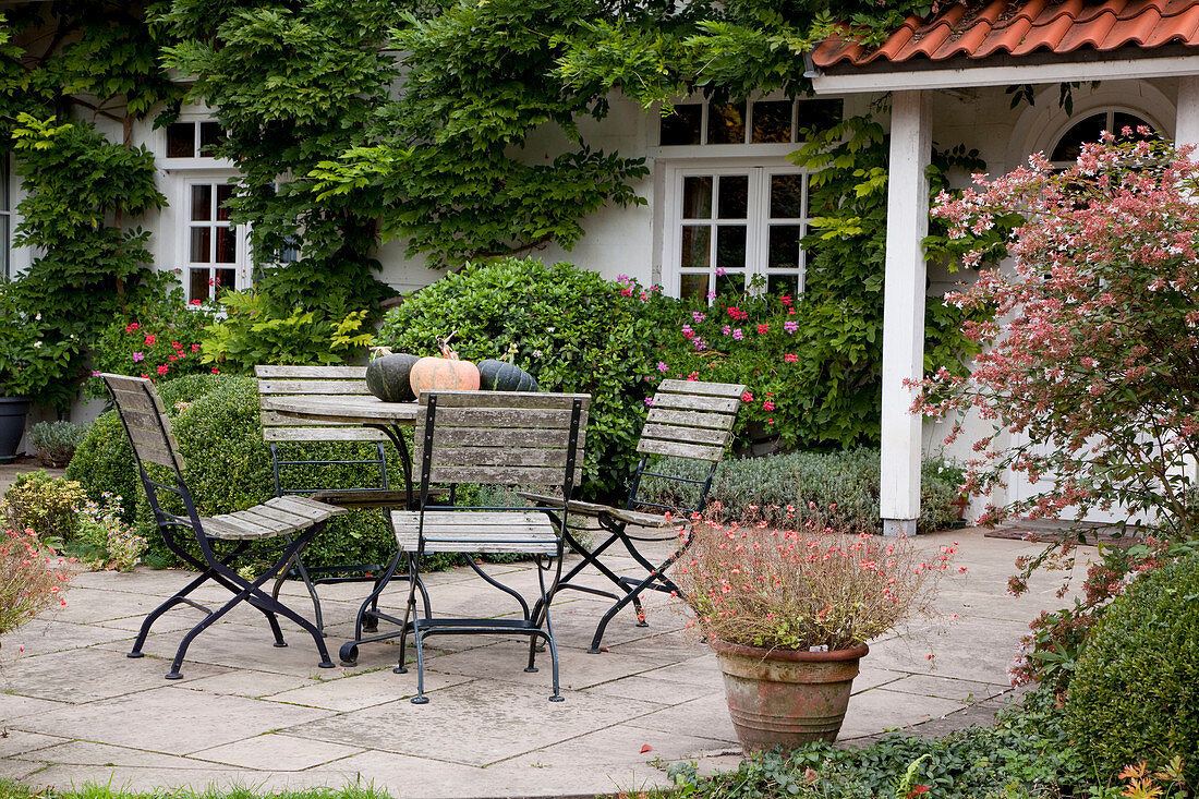 Haus bewachsen mit Wisteria (Blauregen), Terrassenbeet mit Buxus (Buchs - Kugeln), Kästen mit Pelargonium (Geranien) - am Fenster, Sitzgruppe auf gepflasterter Terrasse mit Kürbissen (Cucurbita) - auf dem Tisch