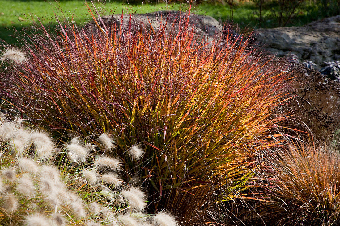 Noun: Panicum virgatum 'Hanse Herms' (switchgrass), Pennisetum (feather bristle grass)