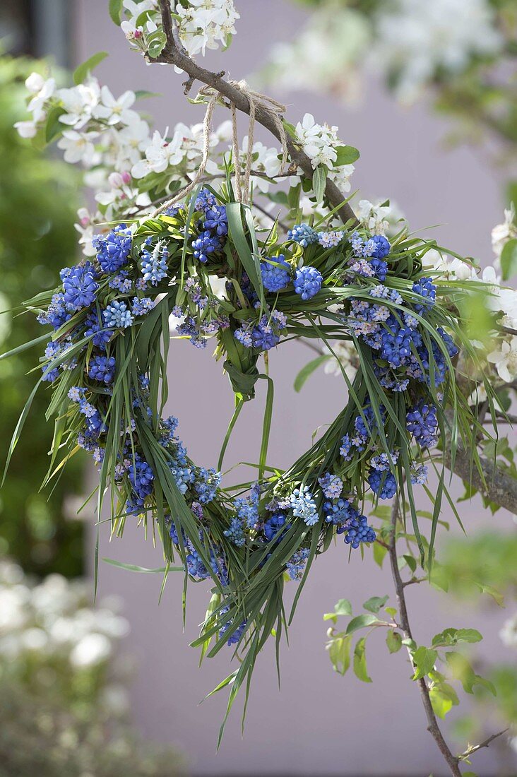 Blue spring heart of grasses, muscari (grape hyacinths)