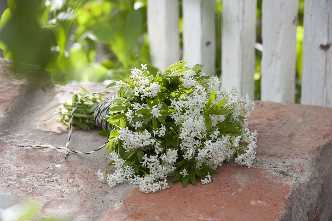 Scented bouquet of Galium odoratum (woodruff)
