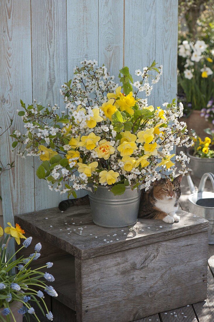 Weiß-gelber Frühlingsstrauß aus Prunus (Kirsche) und Narcissus