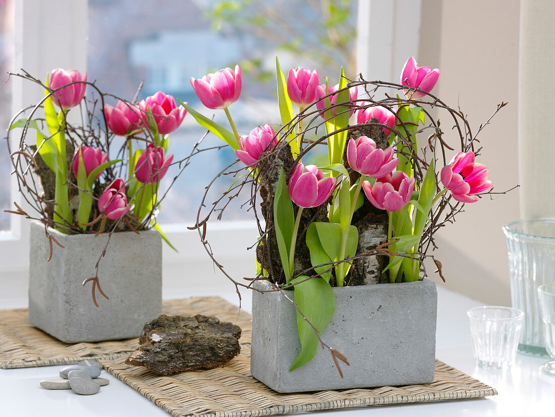 Gray boxes with Tulipa (tulip), bark as plug-in aid