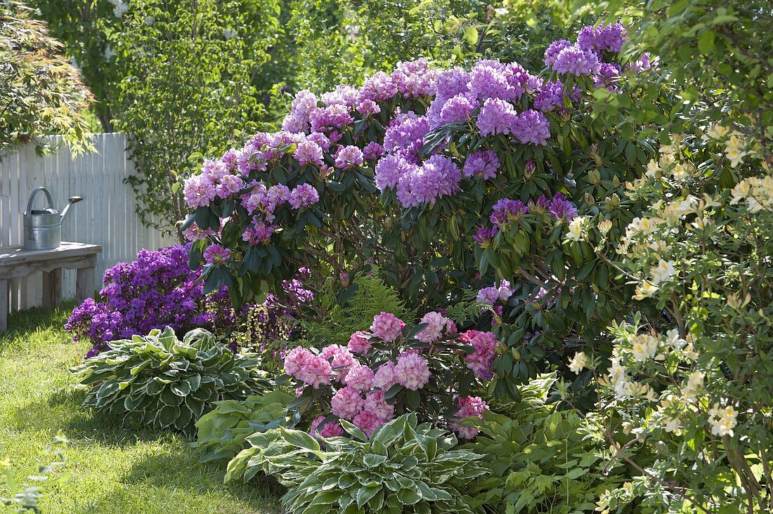 Rhododendronbeet von links: Rhododendron obtusum 'Königstein'