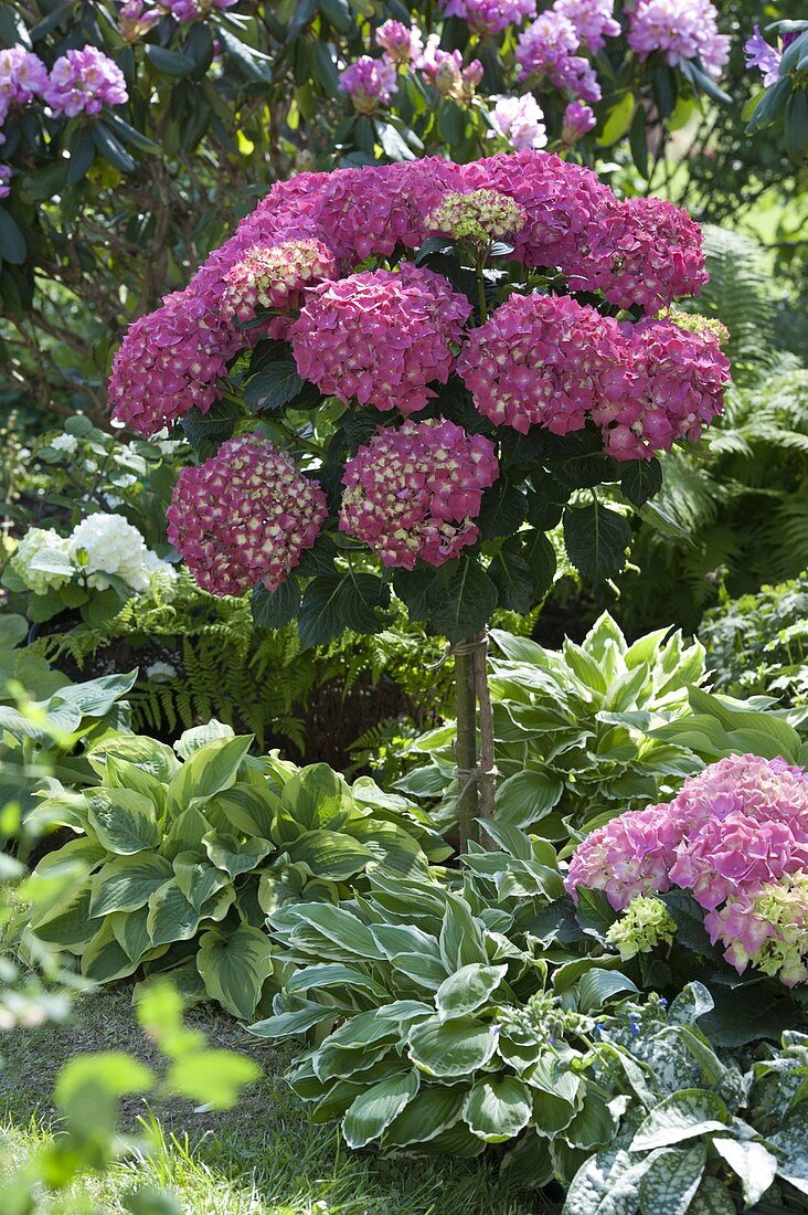 Hydrangea 'Schöne Bautznerin' (Hortensie - Stamm), Hosta (Funkien)