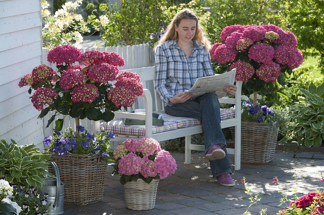 Shade terrace: Hydrangea macrophylla 'Amsterdam' (hydrangea)