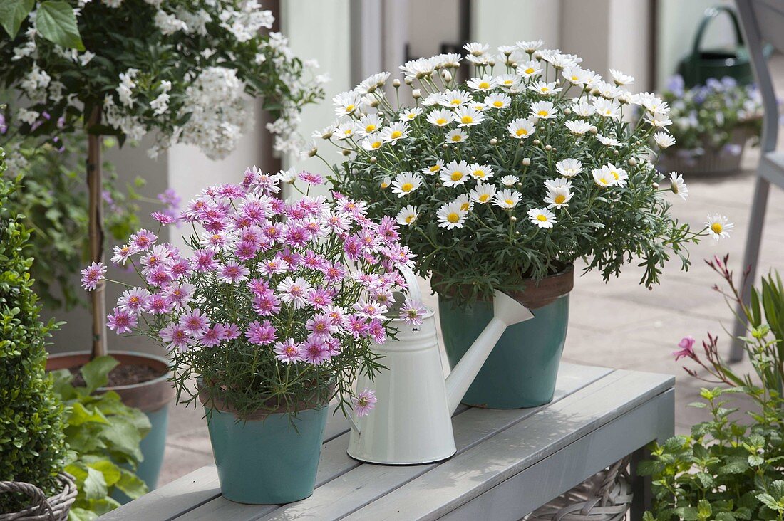 Agyranthemum 'Pomponette Pink', 'Stella 2000'