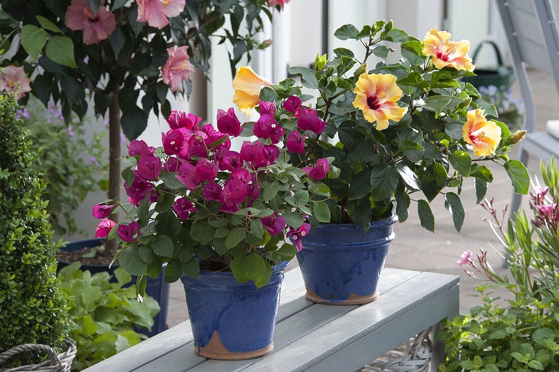 Bougainvillea, Hibiscus 'Jumboliscus' (rose marshmallow) in blue pots