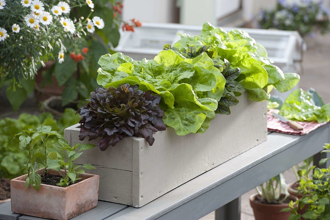 Wooden box planted with various lettuces (Lactuca)