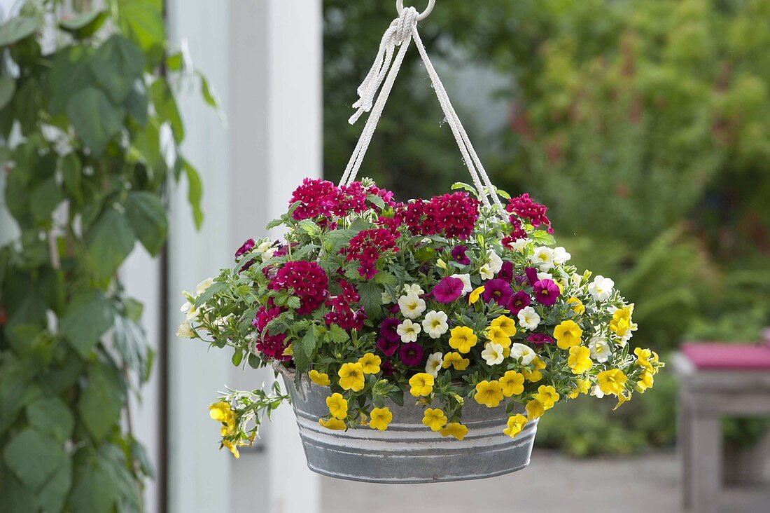 Ampel mit Calibrachoa 'Sansibar' (Zauberglöckchen) in Weiß, Purpur und Gelb