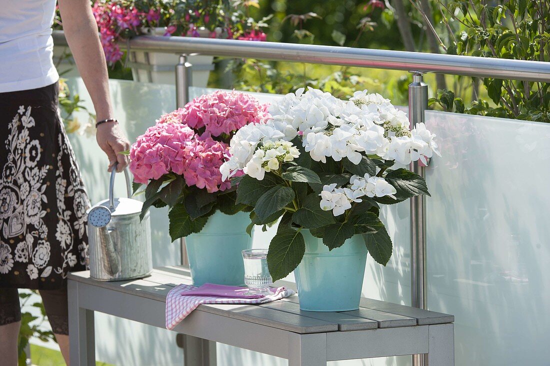 Weiße und rosa Hydrangea (Hortensien) in türkisen Töpfen auf Bank