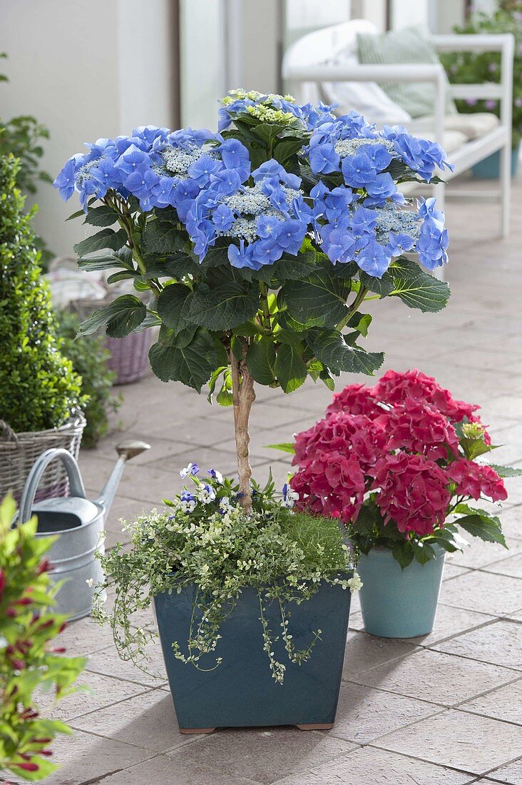 Hydrangea 'Blaumeise' (Hortensien - Stamm) unterpflanzt mit Euonymus