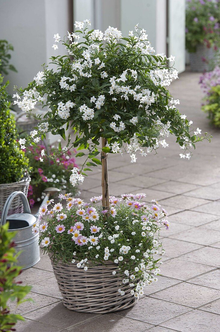 Solanum jasminoides (Jasmin-Nachtschatten) im Korb unterpflanze mit Achillea