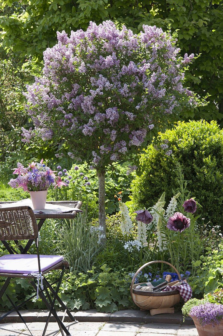 Duftbeet mit Syringa meyeri 'Palibin' (Zwerg-Flieder)