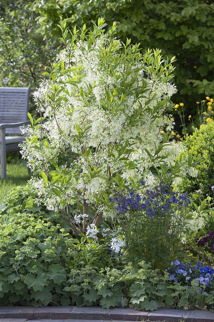 Chionanthus virginicus (Snowflake bush) with Aquilegia (Columbine)