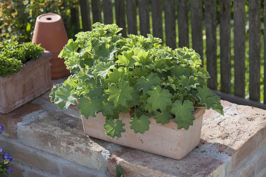 Alchemilla mollis (Frauenmantel) in kleinem Terrakottakasten