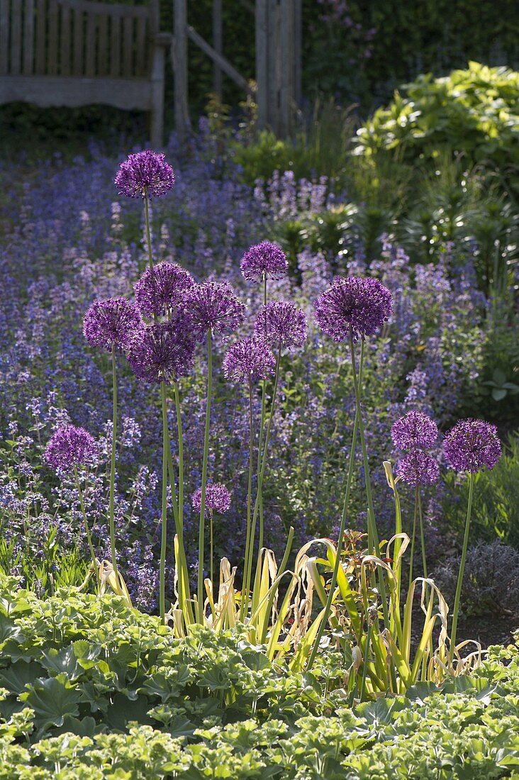 Allium 'Globemaster' (Zierlauch) in Beet mit Alchemilla (Frauenmantel)