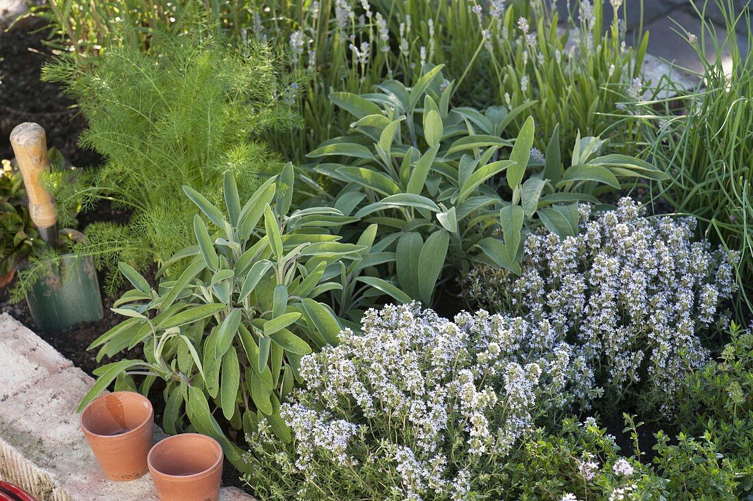 Raised bed of old bricks planted with herbs