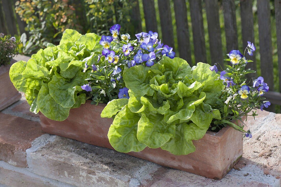 Terracotta box with salad and viola cornuta