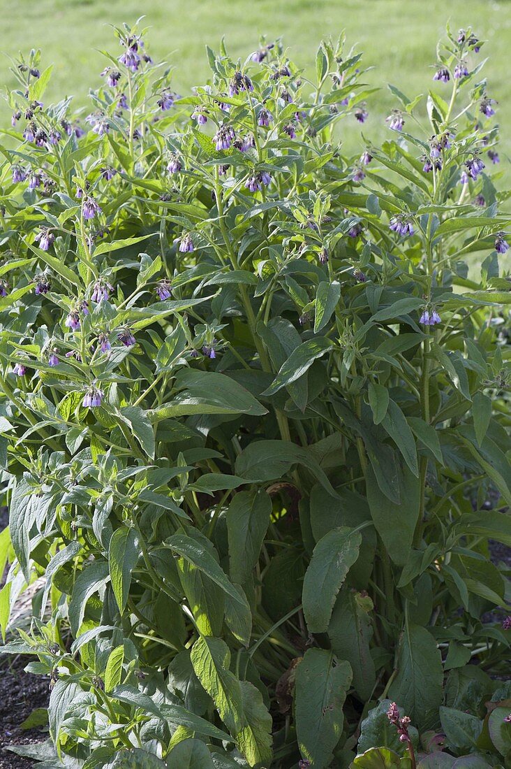 Blühender Symphytum officinale (Beinwell)